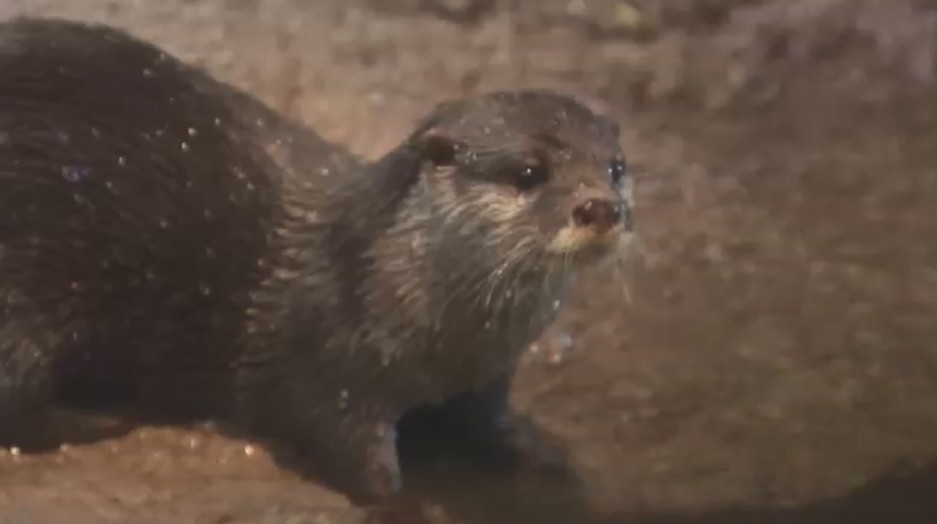 「かわいいだけじゃダメなんです」 カワウソを知ってもらうイベント 絶滅危機も…ペット人気で密猟が課題 強烈なにおいの「ふん」も 福岡市動物園
