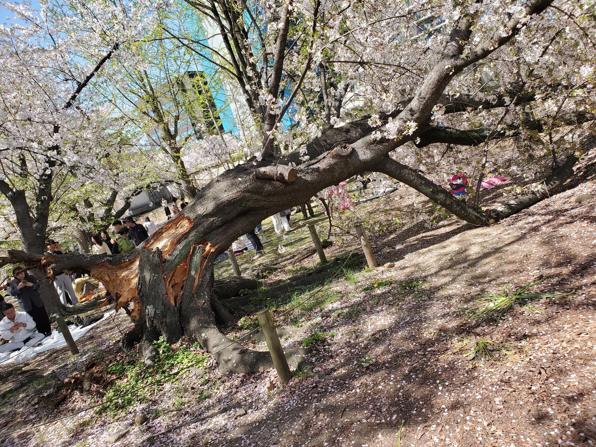 福岡・舞鶴公園のサクラ「健全」わずか5本 樹齢50年以上の458本を樹木医が緊急点検 4月に突然根元から倒れる