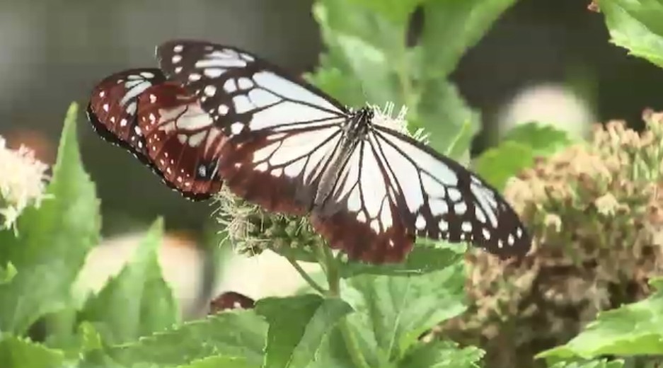 福岡市植物園に「アサギマダラ」飛来 薄い水色の羽を優雅に動かす“旅するチョウ” 飛来のピーク迎える