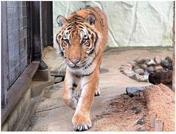 国内最高齢のアムールトラ死ぬ　福岡市動物園のオス「カイ」　5日から献花台を設置へ　動かなくなっているところを発見