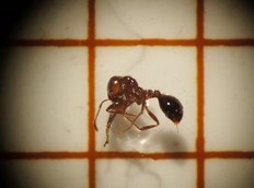強毒のヒアリ約300匹確認　福岡市のアイランドシティ　コンテナヤードの外側に「素手で触らないで」今年度は全国4例目