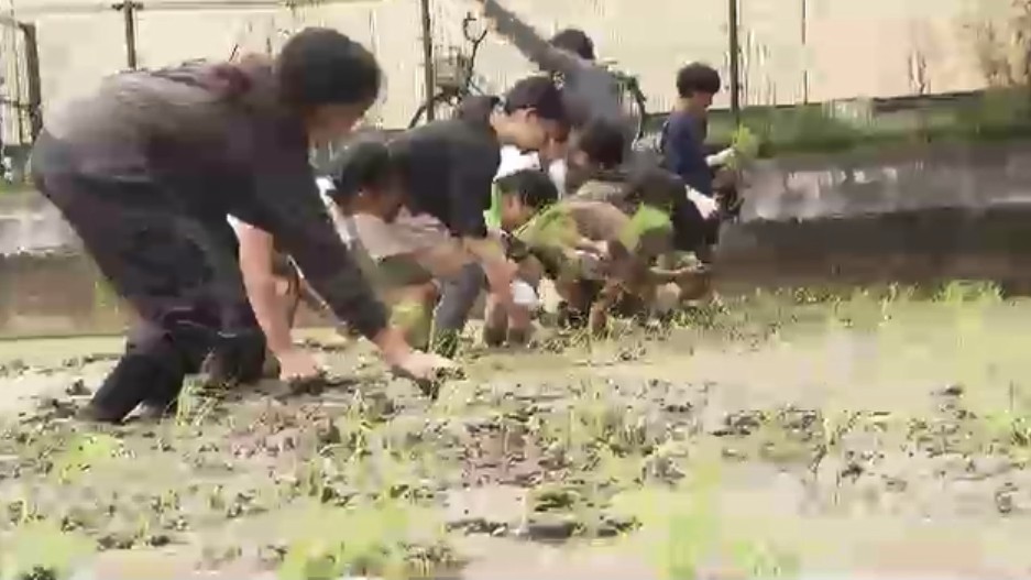 北九州市の小学生が田植え体験　県産米「元気つくし」の苗を植え付け　食の大切さ学ぶ　福岡