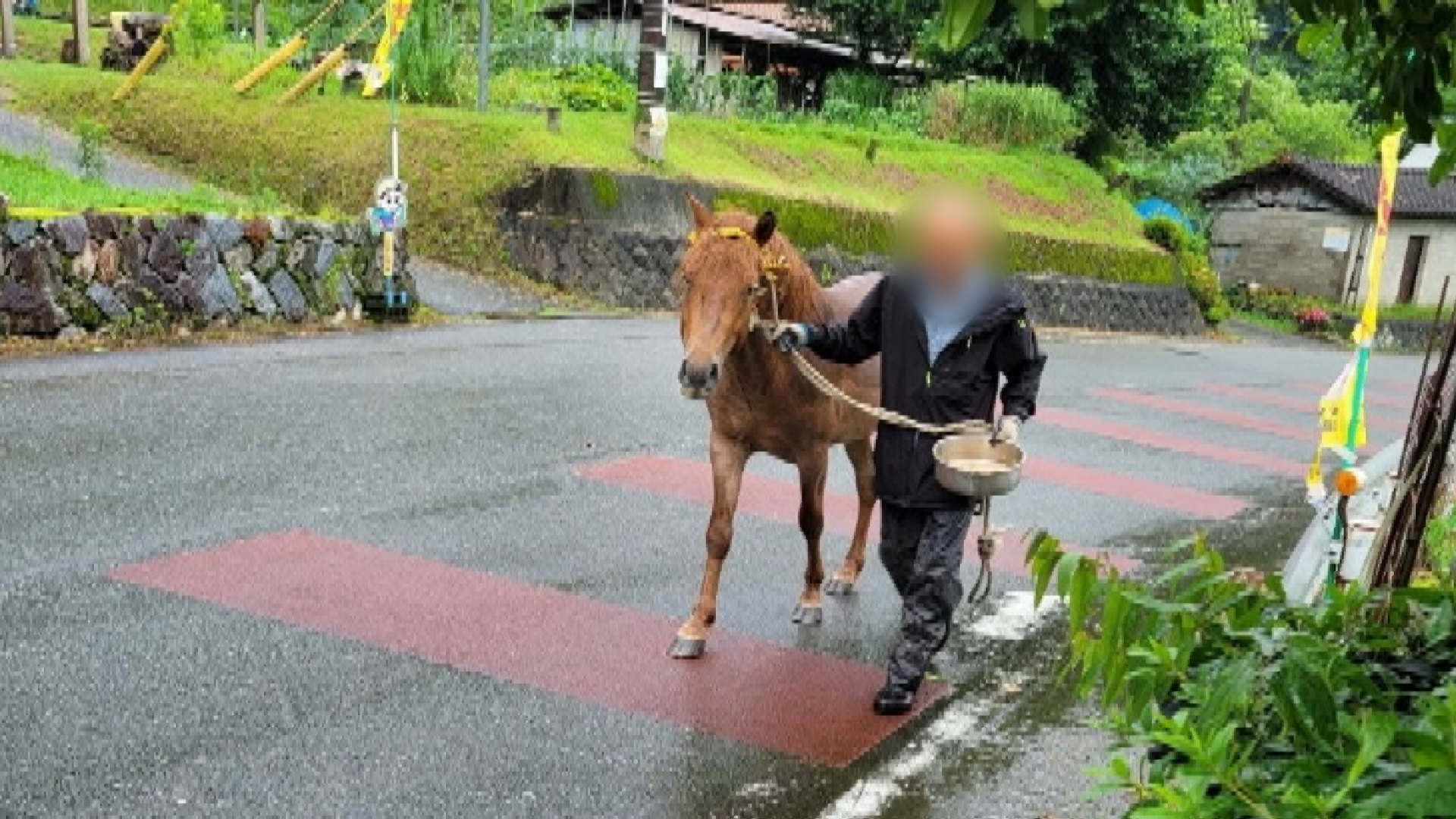 【速報】佐賀・基山町から逃げ出した馬1頭 筑紫野市内で捕獲 けが人なし