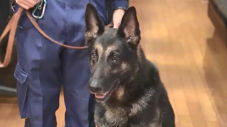 行方不明の80代女性を1時間半で発見　表彰されたのはエース警察犬「ラガー」　枕カバーのにおい記憶し最悪の事態防ぐ　福岡