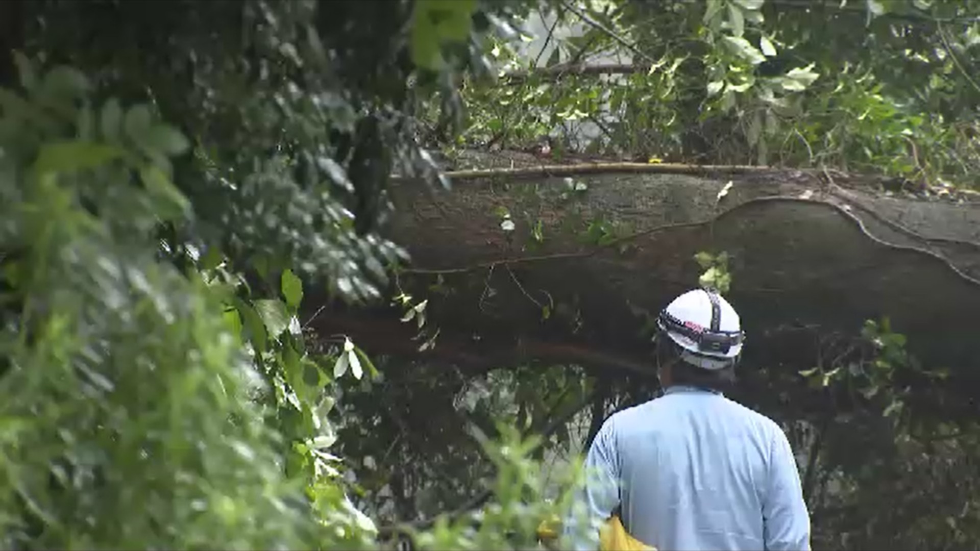 倒木の原因はシロアリによる腐朽か 高さ20メートルの木が倒れ道路ふさぐ 約10時間にわたり通行止め 福岡市