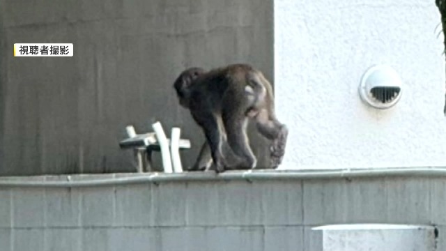 福岡市中心部にサル出没　朝6時半ごろから目撃情報が相次ぐ「近づかずに目を合わせないように」注意呼びかけ