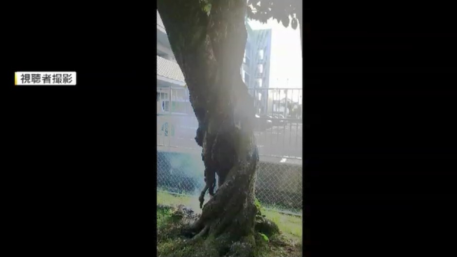 「根元に火がついている」 公園のサクラの木が焼ける 不審火として捜査 福岡市
