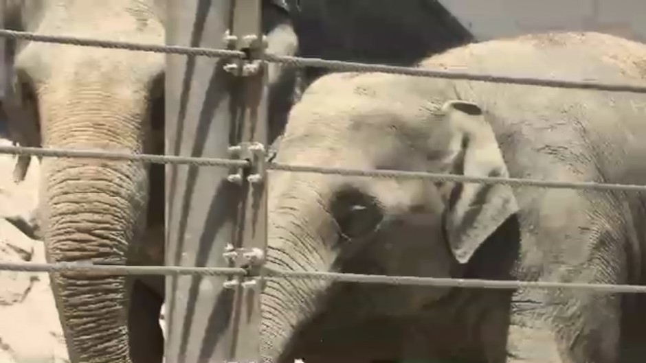 福岡市動物園でアジアゾウ来園2周年イベント　大好物に圧巻の食べっぷり　2頭の体重は2年間で1トン以上増　9月12日まで土曜日限定で閉園時間を午後9時まで延長へ