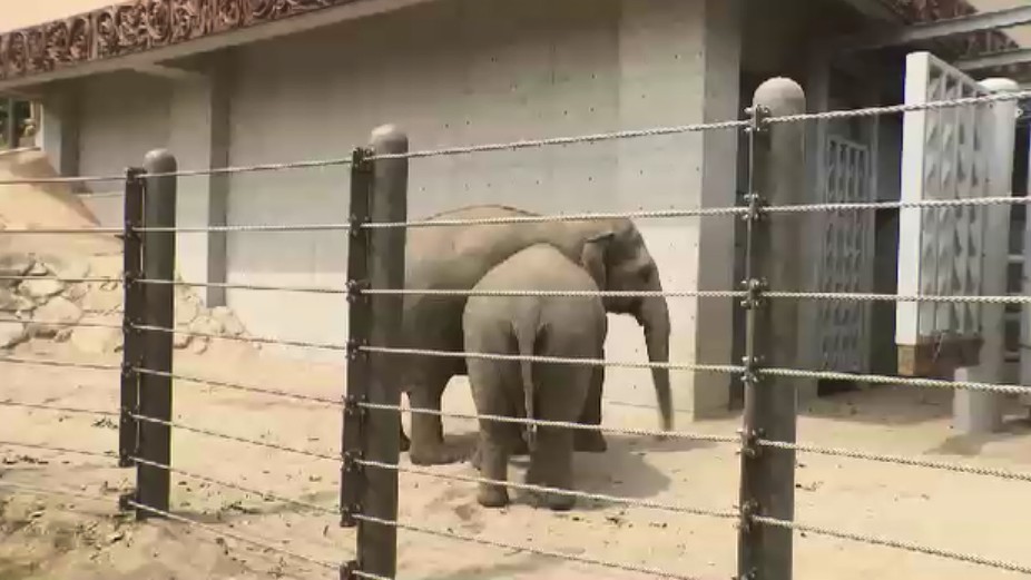 8月12日「世界ゾウの日」を前に 福岡市動物園でゾウの特別イベント 飼育員が子供たちに解説 9月12日まで毎週土曜日は「夜の動物園」も