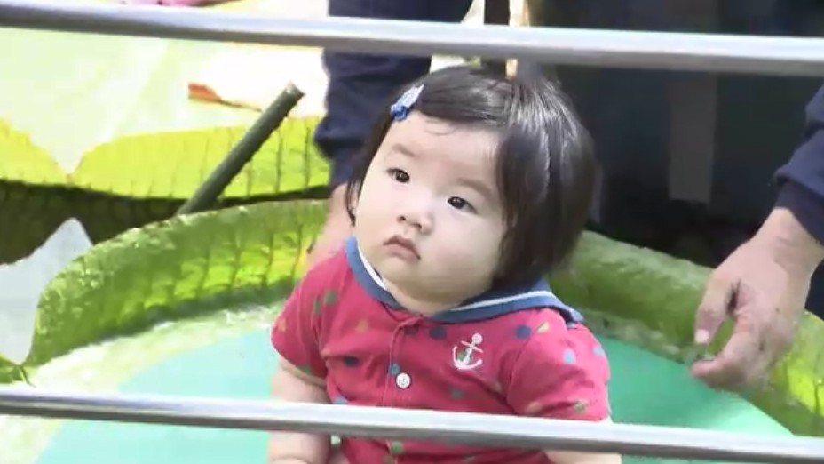 “世界一大きな葉”に乗ったよ!子供たちがオオオニバスの上へ…最大で直径1.5メートルも 水に浮かぶ不思議を体感 福岡