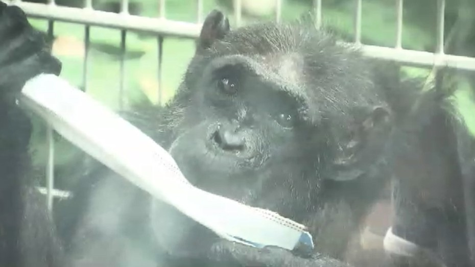 9月21日「敬老の日」 長寿の動物たちに"大好物"のプレゼント 国内最年長49歳のチンパンジーには“ぜいたく”フルーツ 福岡市動物園