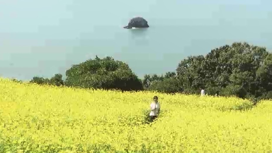能古島の「キバナコスモス」約1万本が満開で見頃　青い海と黄色い花のコントラスト　福岡市