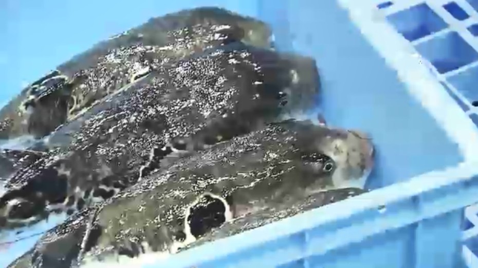 下関市でフグ初競り　シーズン到来　天然品薄で最高値1キロ2万1000円　去年より4000円高く　山口