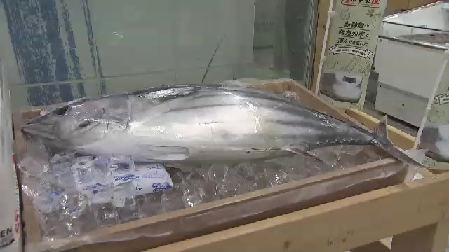 “朝まで泳いでいた”生カツオのたたきが午前中に福岡へ 九州新幹線で鹿児島からスピード輸送 2カ月ぶりに復活