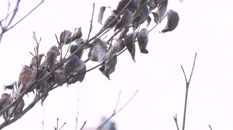 福岡県の標高の高いところで積雪のおそれ 18日夜から19日午前中にかけて 強い寒気が流れ込む影響 路面凍結などに備えを 気象台